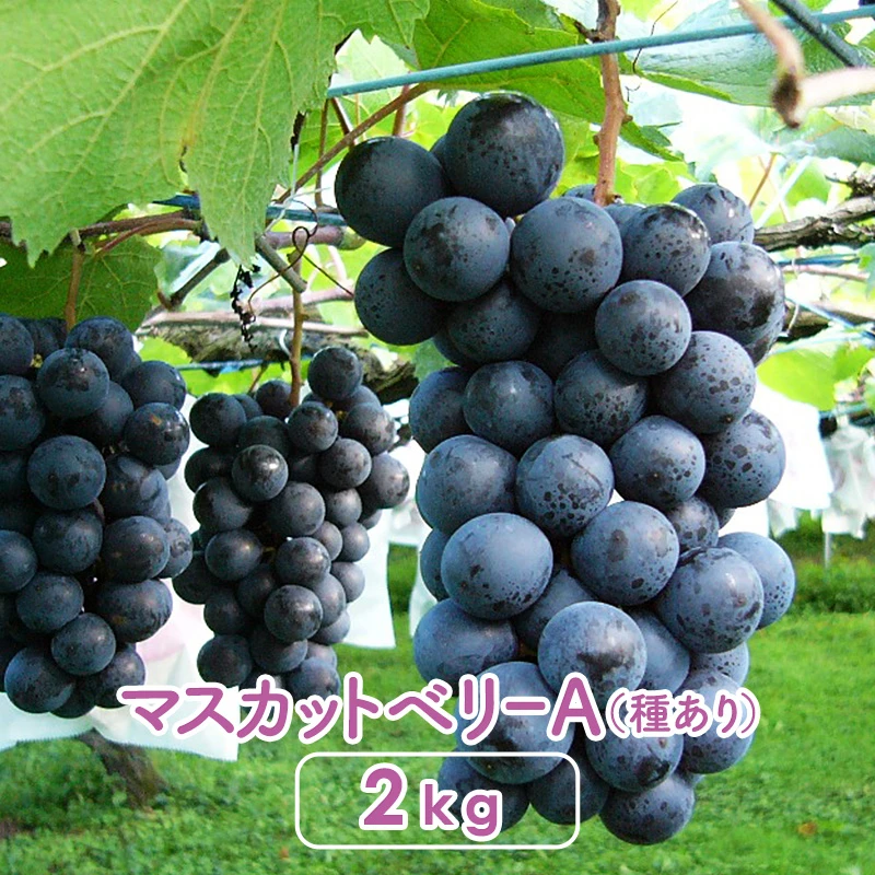マスカットベリーA［種あり］2kg
