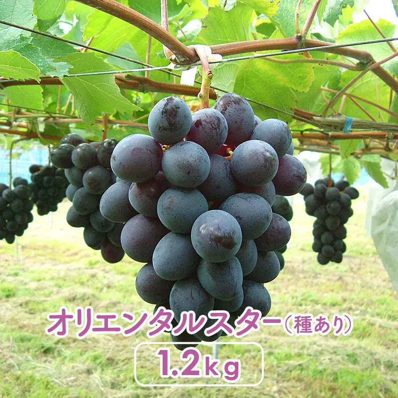 オリエンタルスター［種あり］1.2kg