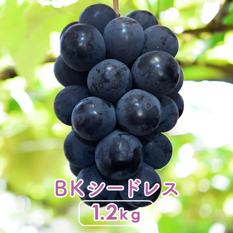 BKシードレス［種なし］1.2kg