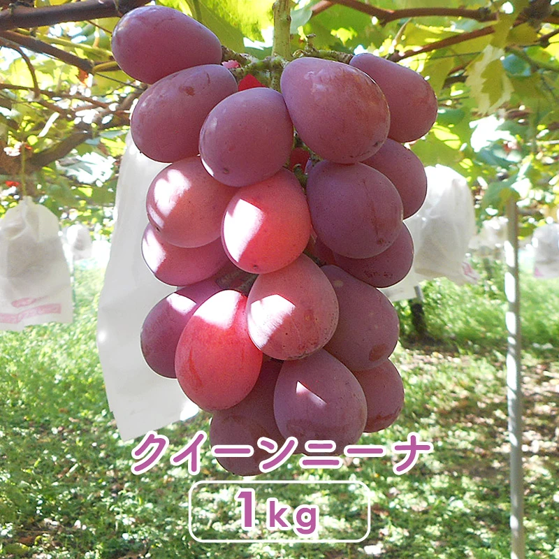 クイーンニーナ［種なし］1kg